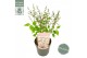 Syringa patula dream cloud 