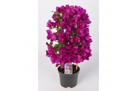 Bougainvillea sanderiana paars op rek