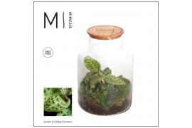 Arrangementen anthurium Jewel Orchid - Karma Emerald | Garden of Karma