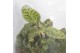 Arrangementen anthurium Jewel Orchid - Karma Emerald | Garden of Karma 