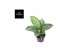 Aglaonema jungle silver 