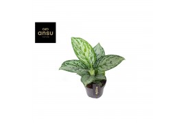 Aglaonema jungle silver