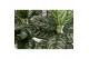 Aglaonema jungle silver 