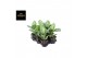 Aglaonema jungle silver 
