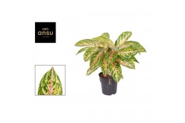 Aglaonema cocomelon