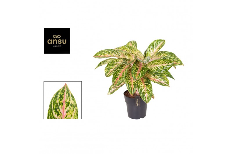 Aglaonema cocomelon 