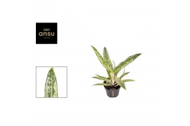 Aglaonema matcha lemon