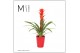 Guzmania calypso Florence keramiek - Rood 