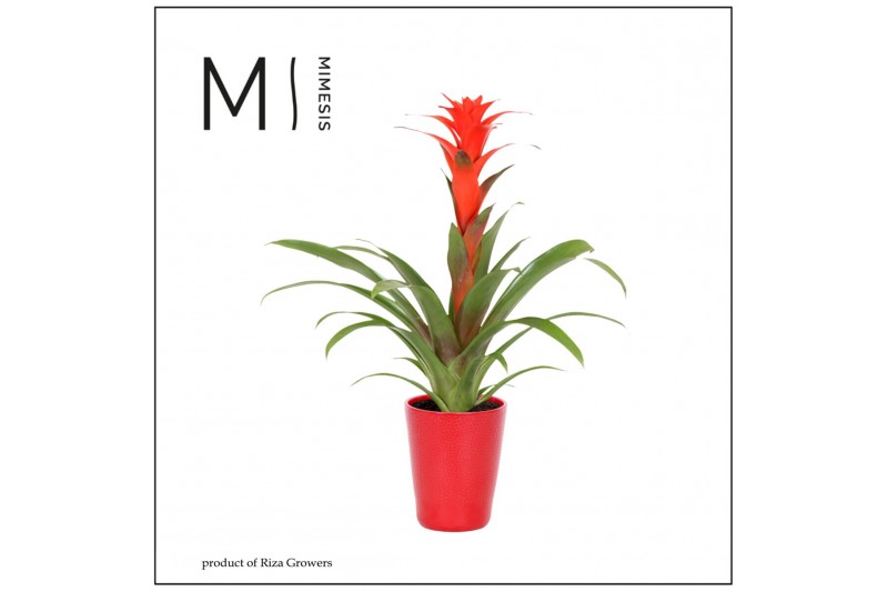 Guzmania calypso Florence keramiek - Rood Guzmania calypso Florence keramiek - Rood