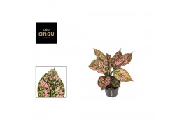 Aglaonema pink leopard