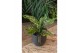 Aglaonema pink leopard 
