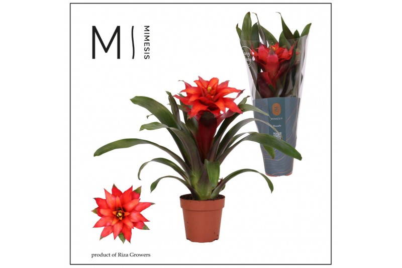 Guzmania Fiero Red 