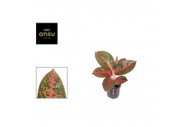 Aglaonema red sprinkles