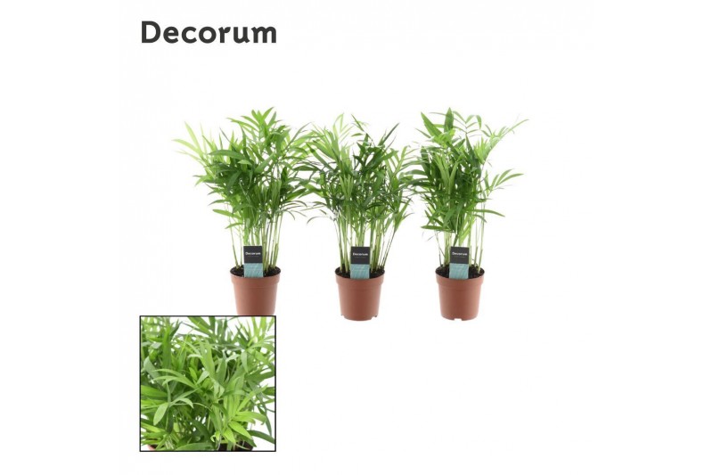 Chamaedorea elegans decorum 