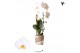 Phalaenopsis elegant cascade 1 tak niagara fall white kolibri orchids 