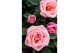 Rosa flirt kordana roze 