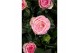 Rosa kordana carousel roze wit 