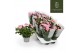 Rosa elysium kordana licht roze 