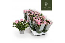 Rosa elysium kordana licht roze