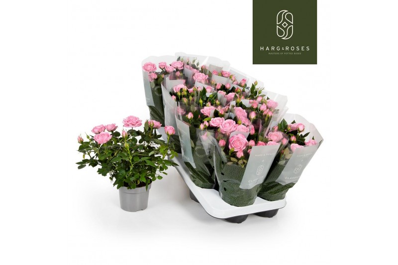 Rosa elysium kordana licht roze 
