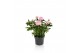 Rosa elysium kordana licht roze 