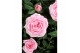 Rosa elysium kordana licht roze 