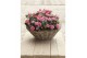 Rosa elysium kordana licht roze 