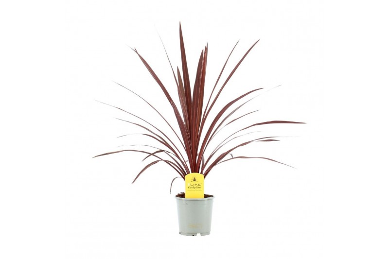 Cordyline australis red star 