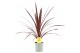Cordyline australis red star 