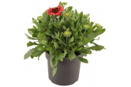 Gaillarda aristata spintop red
