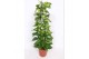 Epipremnum aureum zuilvorm op rek 