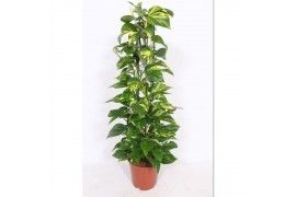 Epipremnum aureum zuilvorm op rek