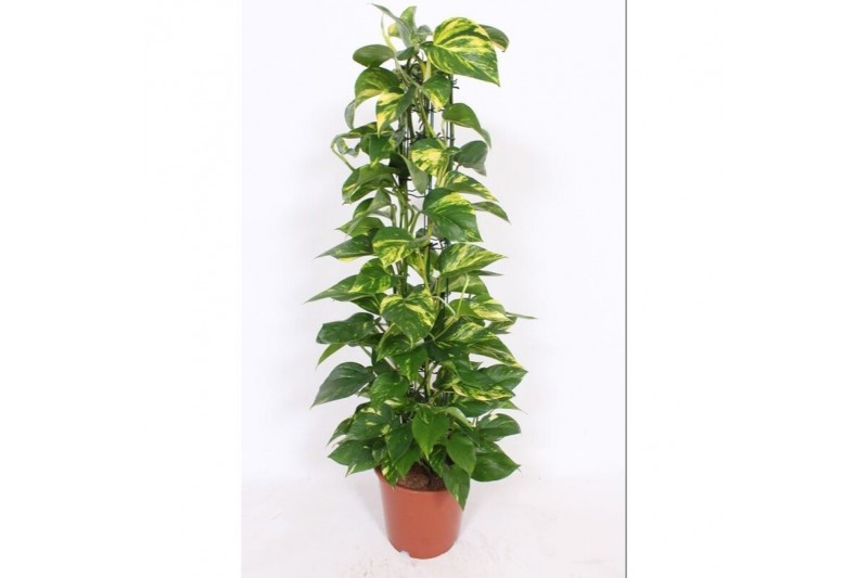 Epipremnum aureum zuilvorm op rek 