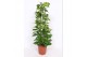 Epipremnum aureum zuilvorm op rek 
