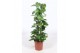 Epipremnum aureum zuilvorm op rek 