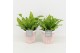 Asplenium nidus crispy wave in terracotta keramiek 
