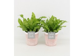 Asplenium nidus crispy wave in terracotta keramiek