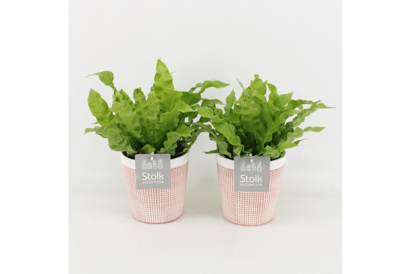 Asplenium nidus crispy wave in terracotta keramiek 