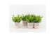 Asplenium nidus crispy wave in terracotta keramiek 