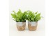 Asplenium nidus crispy wave in basket 