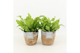 Asplenium nidus crispy wave in basket