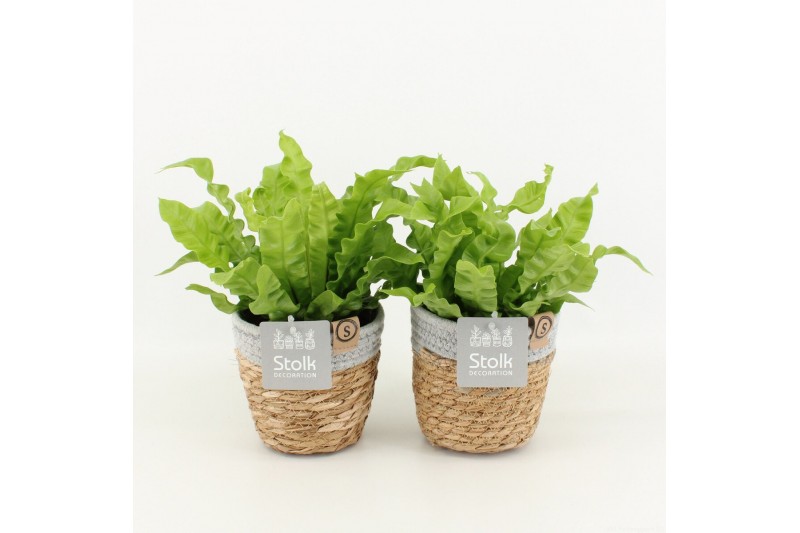 Asplenium nidus crispy wave in basket 