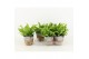 Asplenium nidus crispy wave in basket 