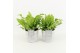 Asplenium nidus crispy wave in stonelook pot 