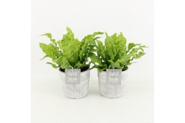 Asplenium nidus crispy wave in stonelook pot