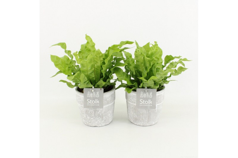 Asplenium nidus crispy wave in stonelook pot 