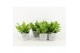 Asplenium nidus crispy wave in stonelook pot 