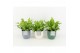 Asplenium nidus crispy wave in expression keramiek 