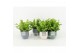 Asplenium nidus crispy wave in expression keramiek 