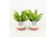 Asplenium nidus crispy wave in milou keramiek 